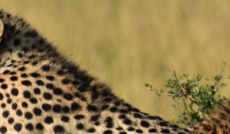 10 DAYS FANTASTIC EAST AFRICA EXPEDITION