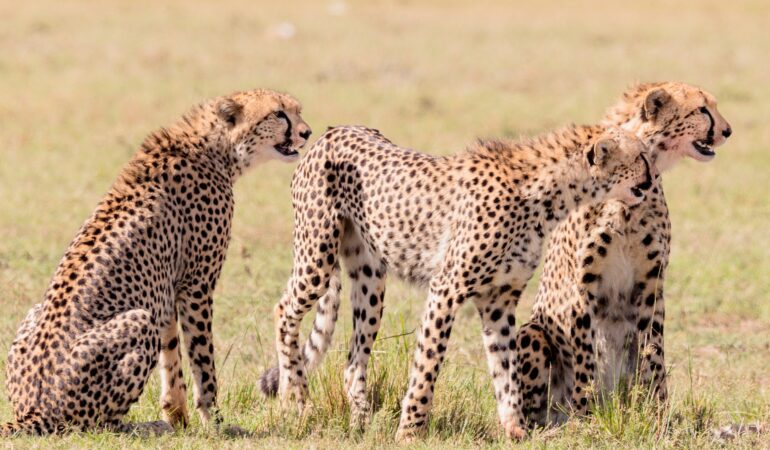 5 DAYS A SCENIC ODESSEY FROM DIANI-TSAVO EAST-TSAVO WEST-AMBOSELI-DIANI GROUP SAFARI