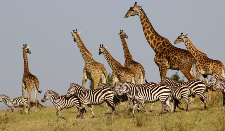 6 DAYS COASTAL SAFARI AND WILDERNESS ADVENTURE KENYA