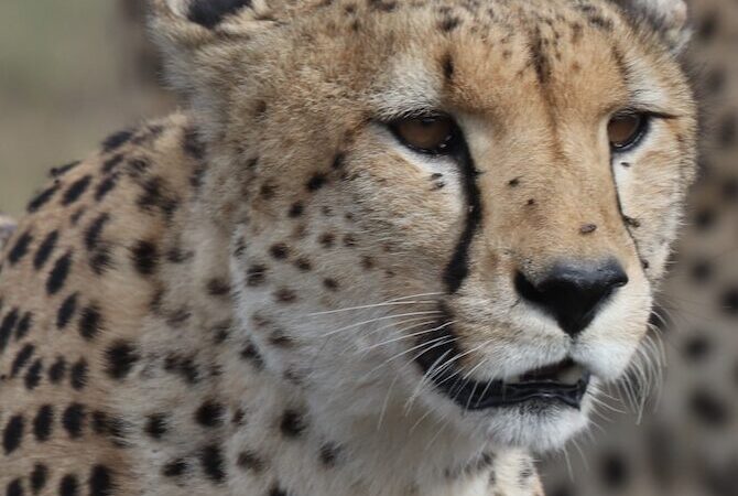 5 Days Maasai Mara, Nakuru and Naivasha