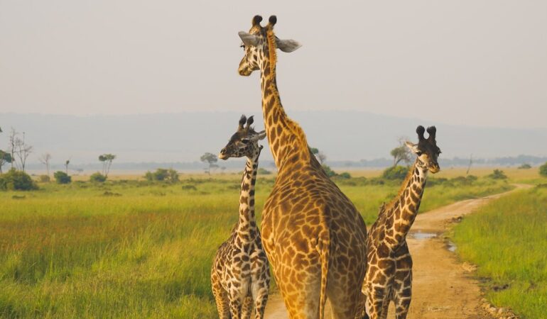 4 DAYS WILDERNESS RETREAT IN PRIVATE CONSERVANCIES IN KENYA