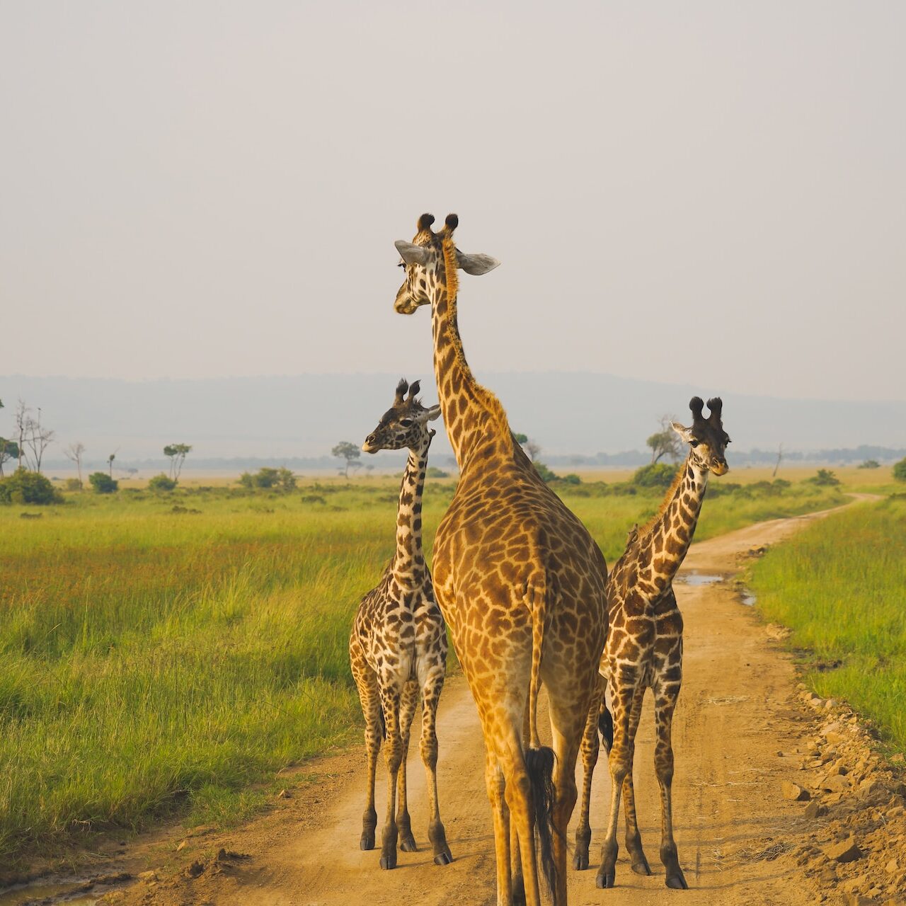 jason-zhao-c38tHuBSGss-unsplash