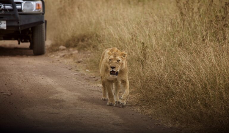 10 DAYS NOTHERN AND SOUTHERN MID-RANGE SAFARI KENYA