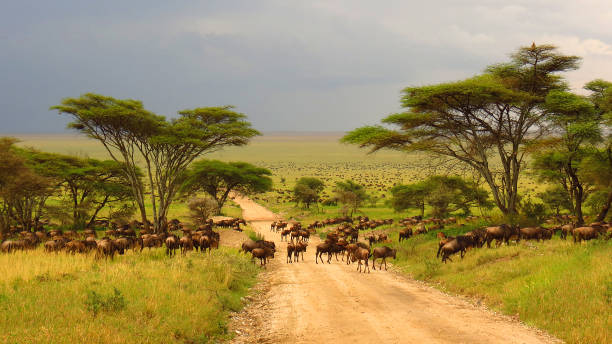 9 DAYS COMMENDABLE KENYAN SAFARI ADVENTURE