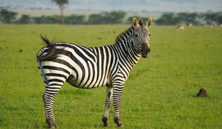 6 DAYS MASAI MARA TO LAKE NAKURU TO AMBOSELI NP TOUR KENYA