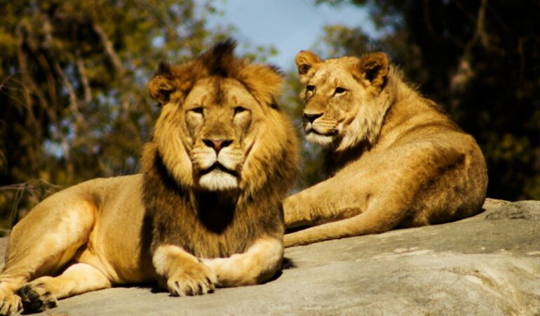 8 DAYS FLEXI CIRCUIT SAFARI KENYA