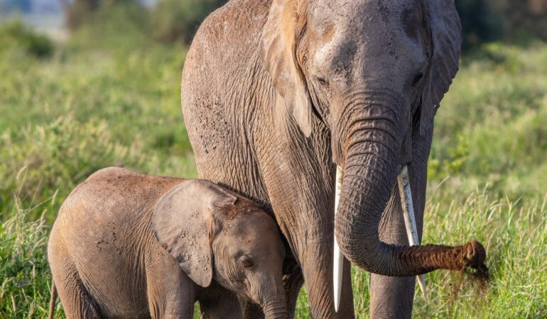 6 DAYS MASAI MARA-LAKE NAKURU-AMBOSELI NP GROUP TOUR KENYA