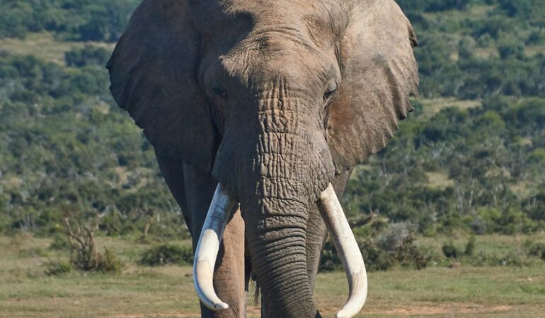 6 DAYS MASAI MARA-LAKE NAIVASHA-AMBOSELI NP INTERESTING PRIVATE SAFARI