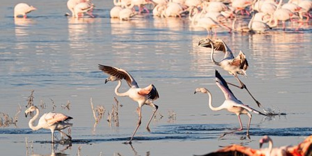 flamingo-3569881__340