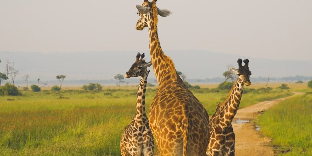 jason-zhao-c38tHuBSGss-unsplash