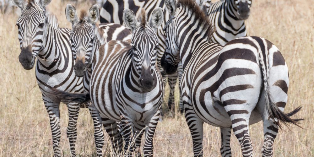 sutirta-budiman-JO7hkX4xZVg-unsplash