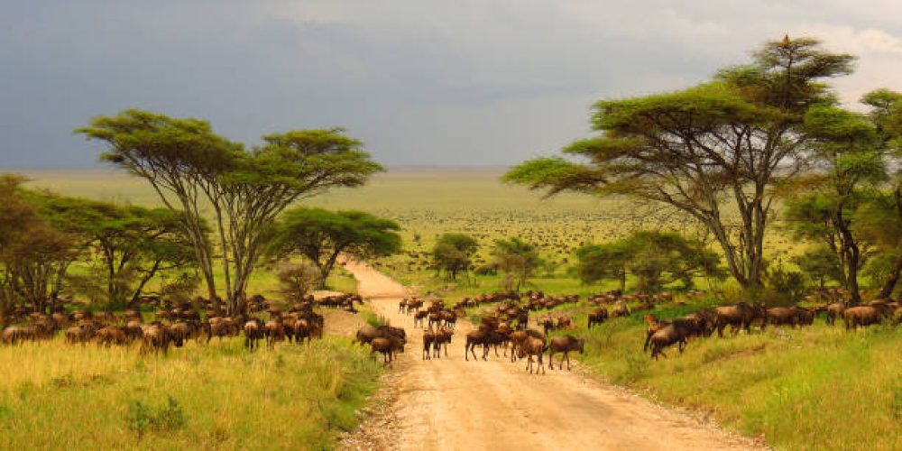 Serengeti plains Tanzania Africa wildebeest migration animals wildlife safari trees road grass
